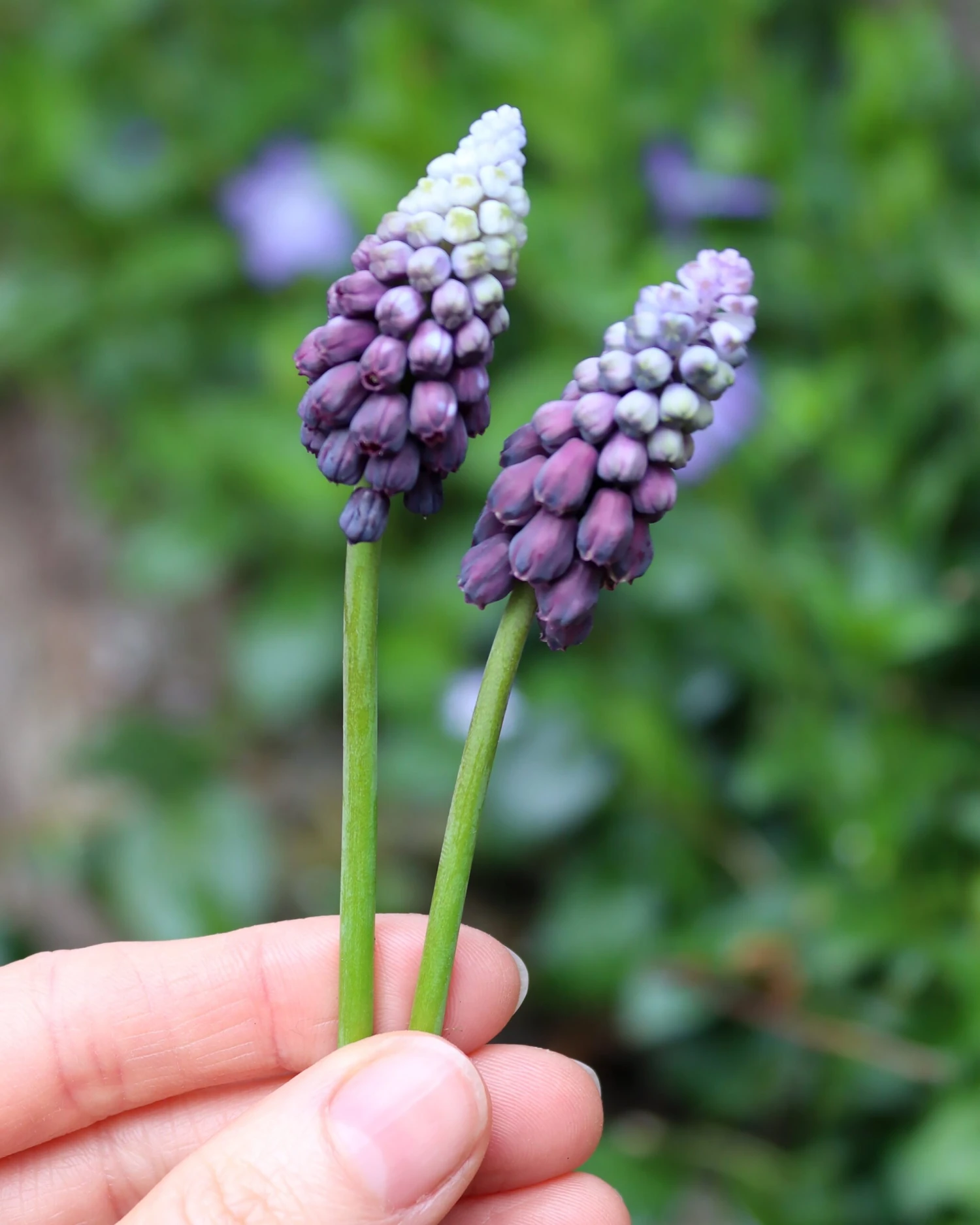 Muscari 'Grape Ice' 2 Muscari 'Grape Ice' - Image 2
