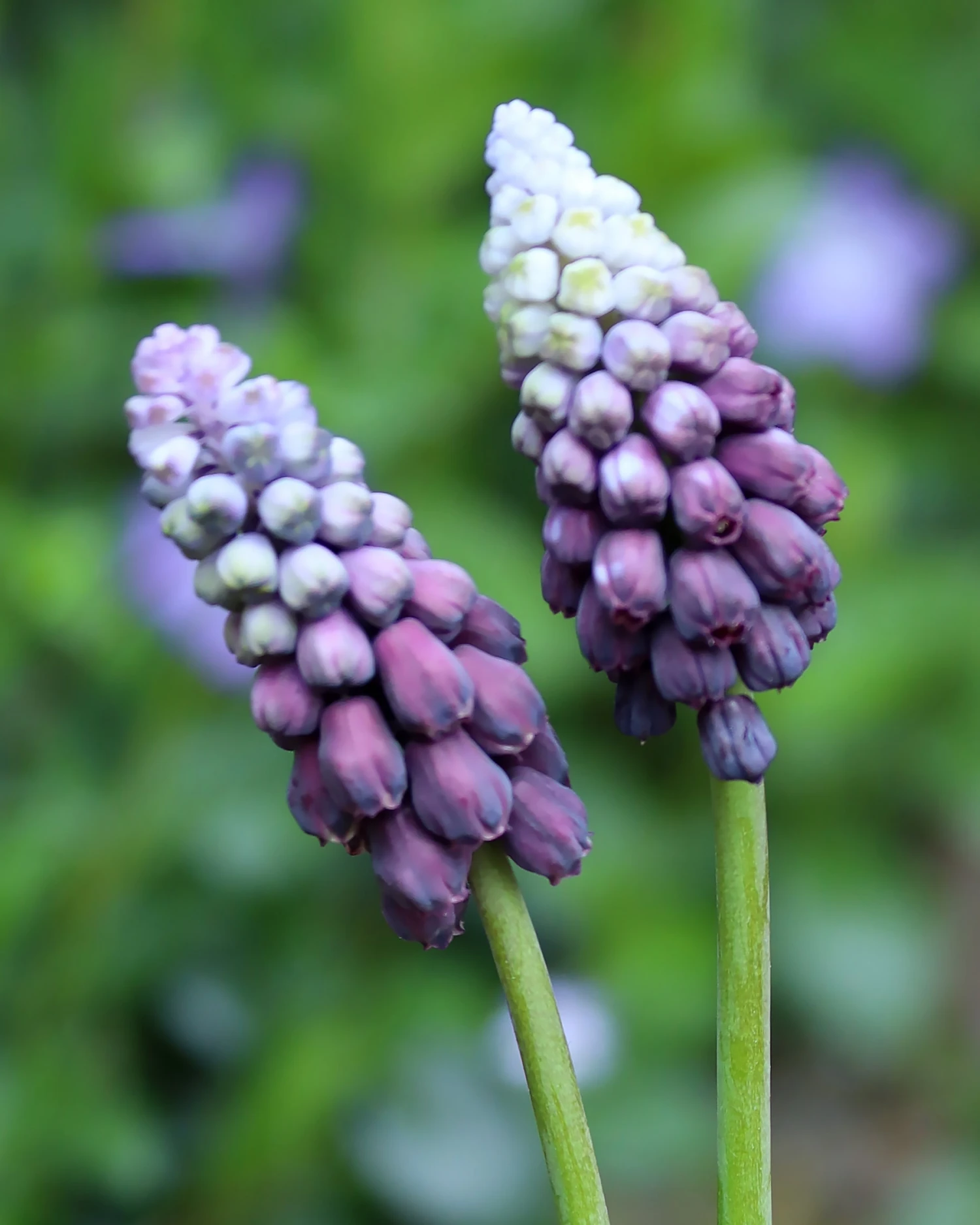 Muscari 'Grape Ice' 7 Muscari 'Grape Ice' - Image 7