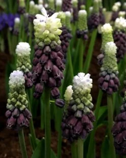 Muscari 'Grape Ice' 13 Muscari 'Grape Ice' -Plants And Flowers Shop muscari grape ice 1