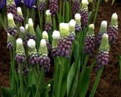 Muscari 'Grape Ice' 12 Muscari 'Grape Ice' -Plants And Flowers Shop muscari grape ice 2