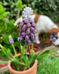 Muscari 'Grape Ice' 14 Muscari 'Grape Ice' -Plants And Flowers Shop muscari grape ice 6