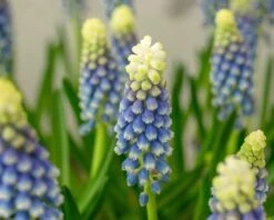 Muscari 'Julia' -Plants And Flowers Shop muscari julia 1