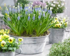 Muscari 'Julia' -Plants And Flowers Shop muscari julia 10