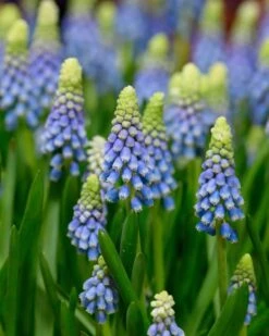Muscari 'Julia' -Plants And Flowers Shop muscari julia 2