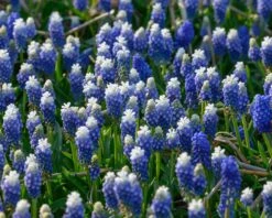 Muscari 'Julia' -Plants And Flowers Shop muscari julia 3