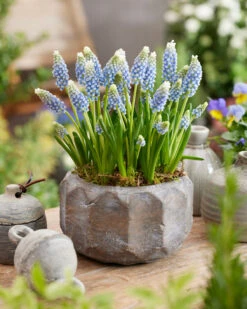 Muscari 'Julia' -Plants And Flowers Shop muscari julia 4