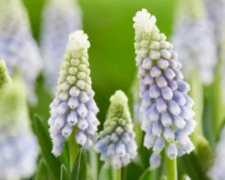 Muscari 'Julia' -Plants And Flowers Shop muscari julia 5