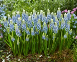 Muscari 'Julia' -Plants And Flowers Shop muscari julia 6