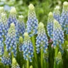 Muscari 'Julia'