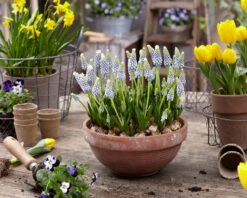 Muscari 'Julia' -Plants And Flowers Shop muscari julia 9