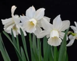 Narcissus 'Lady Madonna' -Plants And Flowers Shop muscari lady madonna 3