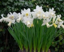 Narcissus 'Lady Madonna' -Plants And Flowers Shop muscari lady madonna 4