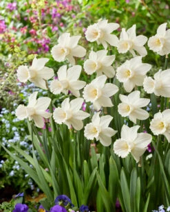 Narcissus 'Lady Madonna' -Plants And Flowers Shop muscari lady madonna 5