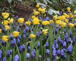 Muscari Latifolium -Plants And Flowers Shop muscari latifolium 2