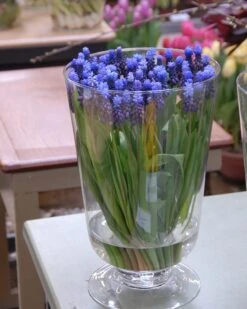 Muscari Latifolium -Plants And Flowers Shop muscari latifolium 3