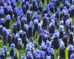 Muscari Latifolium -Plants And Flowers Shop muscari latifolium 4