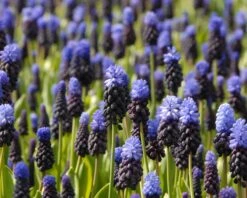 Muscari Latifolium -Plants And Flowers Shop muscari latifolium 5
