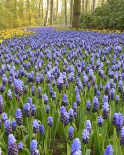 Muscari Latifolium -Plants And Flowers Shop muscari latifolium 6
