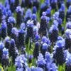 Muscari Latifolium