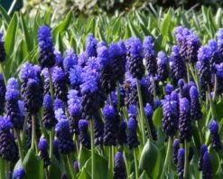 Muscari Latifolium -Plants And Flowers Shop muscari latifolium 8