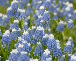 Muscari 'Mount Hood' -Plants And Flowers Shop muscari mount hood 2