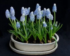 Muscari 'Mount Hood' -Plants And Flowers Shop muscari mount hood 3