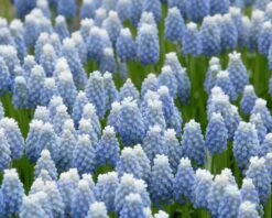 Muscari 'Mount Hood' -Plants And Flowers Shop muscari mount hood 4