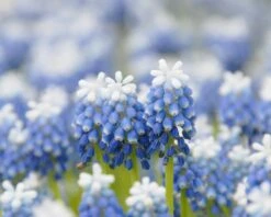Muscari 'Mount Hood' -Plants And Flowers Shop muscari mount hood 5