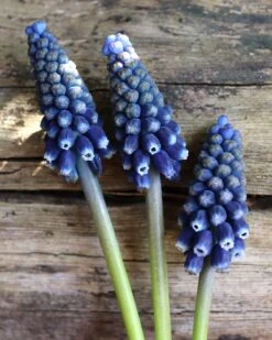 Muscari 'Night Eyes' -Plants And Flowers Shop muscari night eyes 0