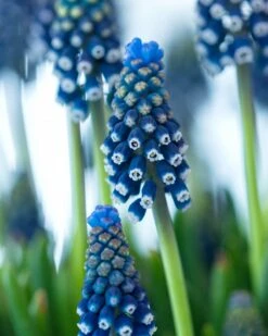 Muscari 'Night Eyes' -Plants And Flowers Shop muscari night eyes 00
