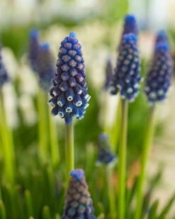 Muscari 'Night Eyes' -Plants And Flowers Shop muscari night eyes 2