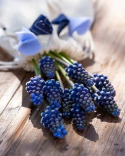 Muscari 'Night Eyes' -Plants And Flowers Shop muscari night eyes 4