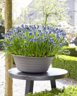 Muscari 'Night Eyes' -Plants And Flowers Shop muscari night eyes 5