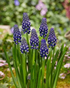 Muscari 'Night Eyes' -Plants And Flowers Shop muscari night eyes 7