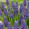 Muscari 'Night Eyes'