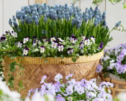 Muscari 'Night Eyes' -Plants And Flowers Shop muscari night eyes 9