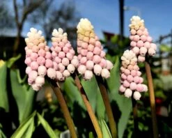Muscari 'Pink Sunrise' -Plants And Flowers Shop muscari pink sunrise 2 07c7fe54 7712 4809 9e14 fbeaa45b7df0