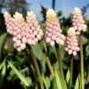 Muscari 'Pink Sunrise'