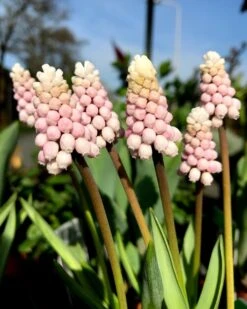 Muscari 'Pink Sunrise'