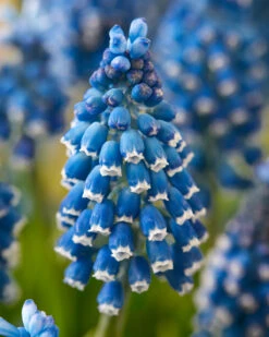Muscari 'Soulmate'