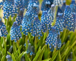 Muscari 'Soulmate' -Plants And Flowers Shop muscari soulmate 3