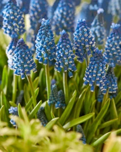 Muscari 'Soulmate' -Plants And Flowers Shop muscari soulmate 4