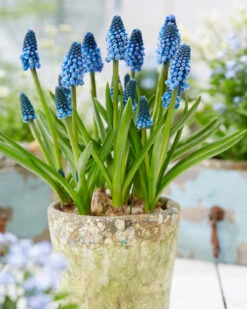 Muscari 'Soulmate' -Plants And Flowers Shop muscari soulmate 5