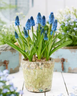 Muscari 'Soulmate' -Plants And Flowers Shop muscari soulmate 6