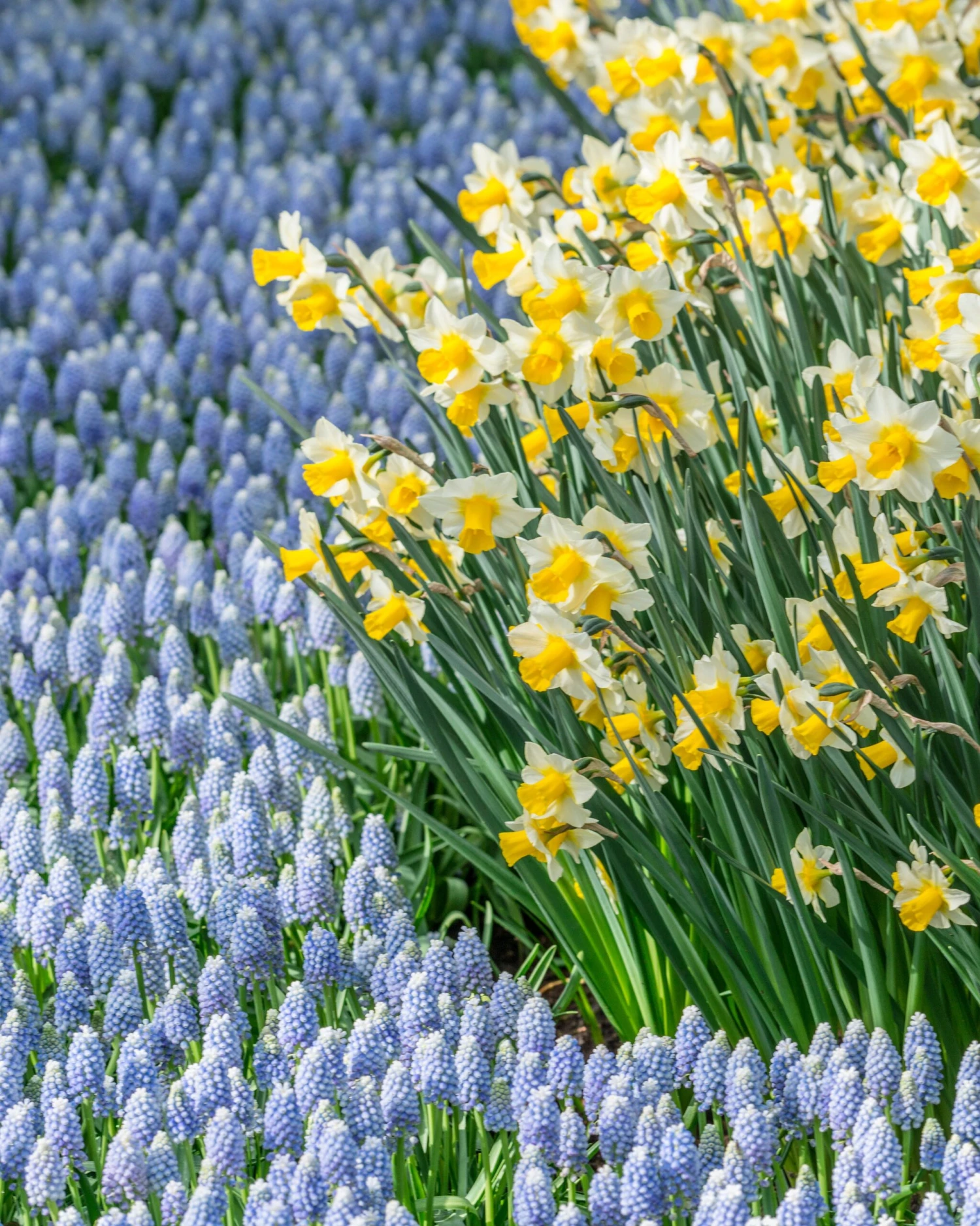 Muscari 'Valerie Finnis' 2 Muscari 'Valerie Finnis' - Image 2