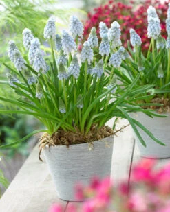 Muscari 'Valerie Finnis' 14 Muscari 'Valerie Finnis' -Plants And Flowers Shop muscari valerie finnis 11