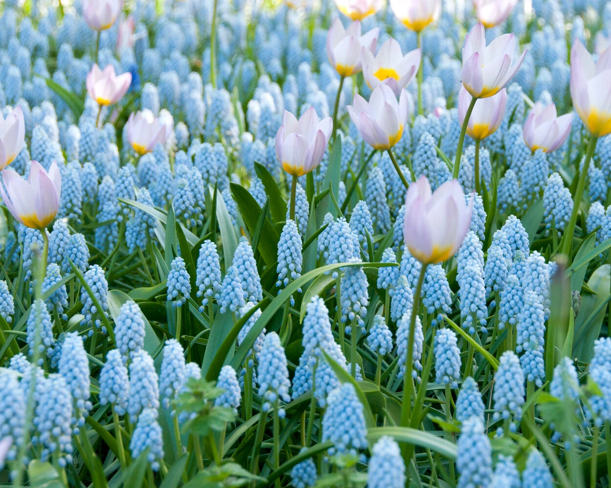 Muscari 'Valerie Finnis' 12 Muscari 'Valerie Finnis' - Image 12