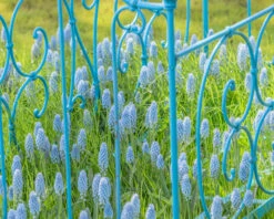 Muscari 'Valerie Finnis' 17 Muscari 'Valerie Finnis' -Plants And Flowers Shop muscari valerie finnis 4