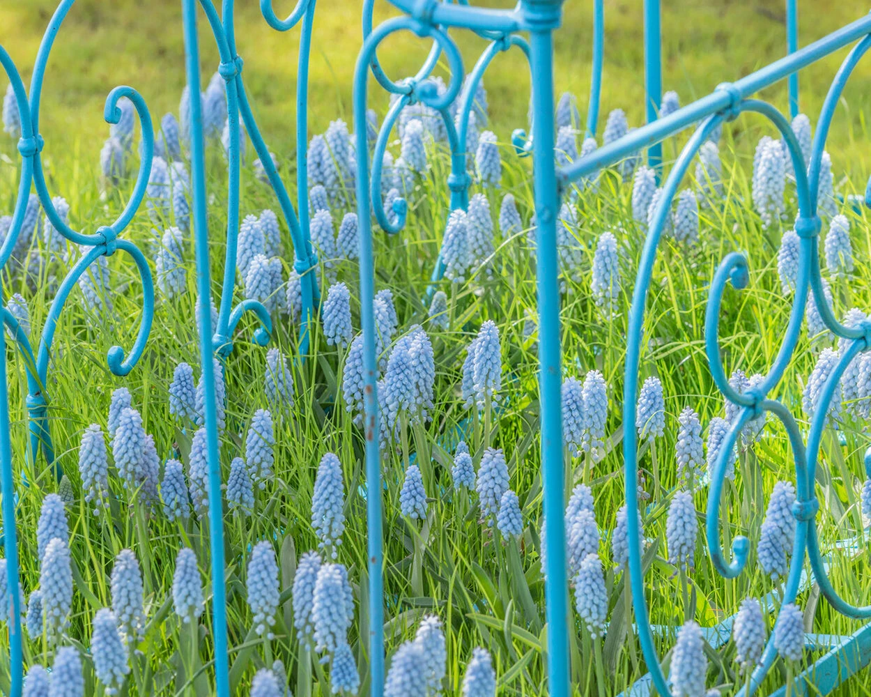 Muscari 'Valerie Finnis' 6 Muscari 'Valerie Finnis' - Image 6