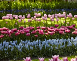 Muscari 'Valerie Finnis' 18 Muscari 'Valerie Finnis' -Plants And Flowers Shop muscari valerie finnis 5